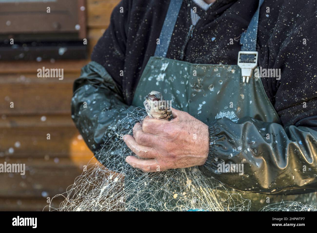 Le mani del pescatore a Koserow puliscono la rete di pesca e preparano i pesci. L'iping a Koserow ha una lunga tradizione e vive ancora oggi. Foto Stock
