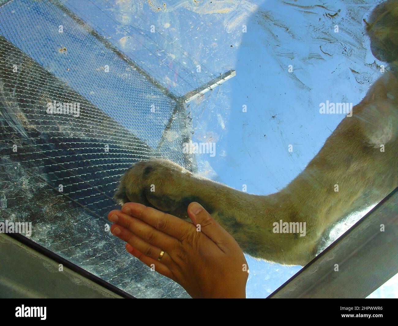 Confrontando un piede di taglia del leone con una mano umana. Dimensione del piede del leone. Interazioni di esseri umani e leoni. Foto Stock