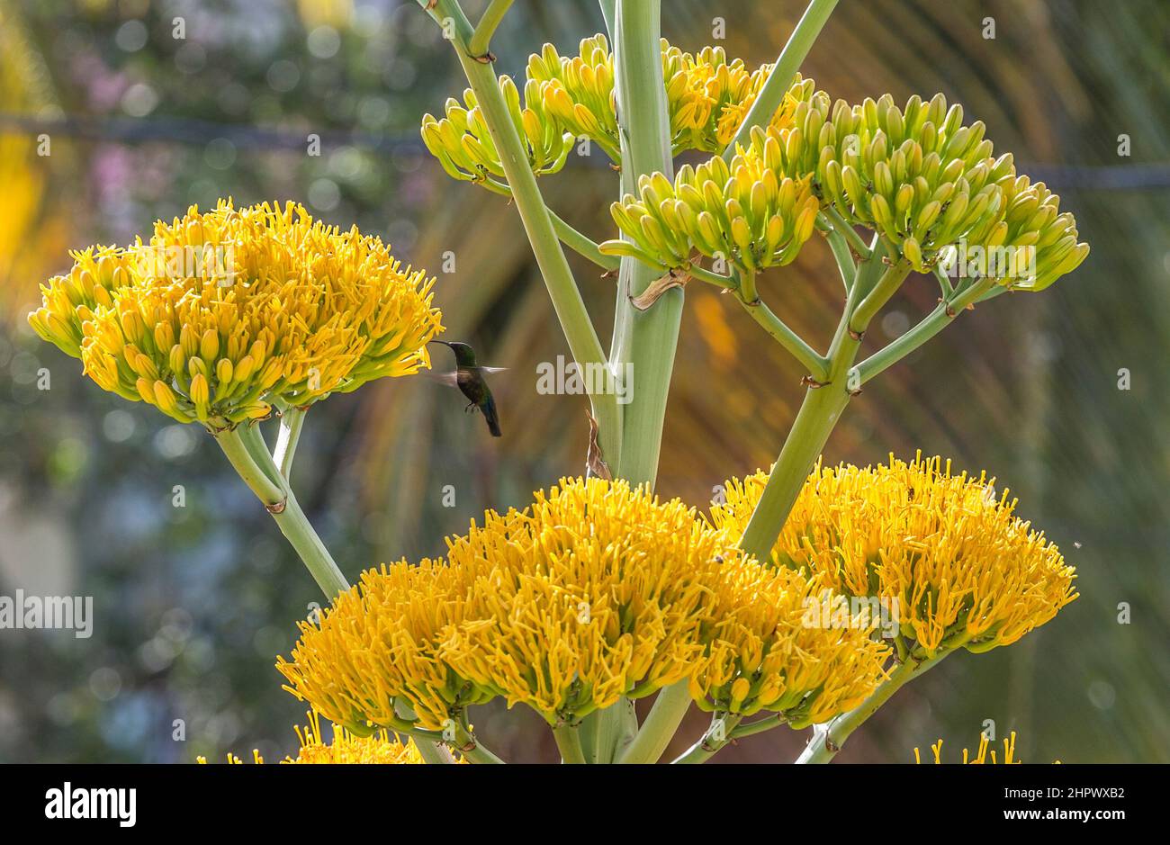 Colibri battenti e ottenere il nettare da un impianto di giallo Foto Stock