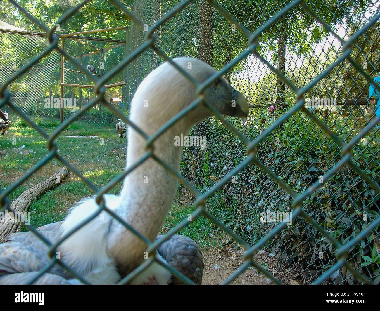 Vulture un uccello di preda che scava su carion. Abutre, uccello scavenger. Foto Stock