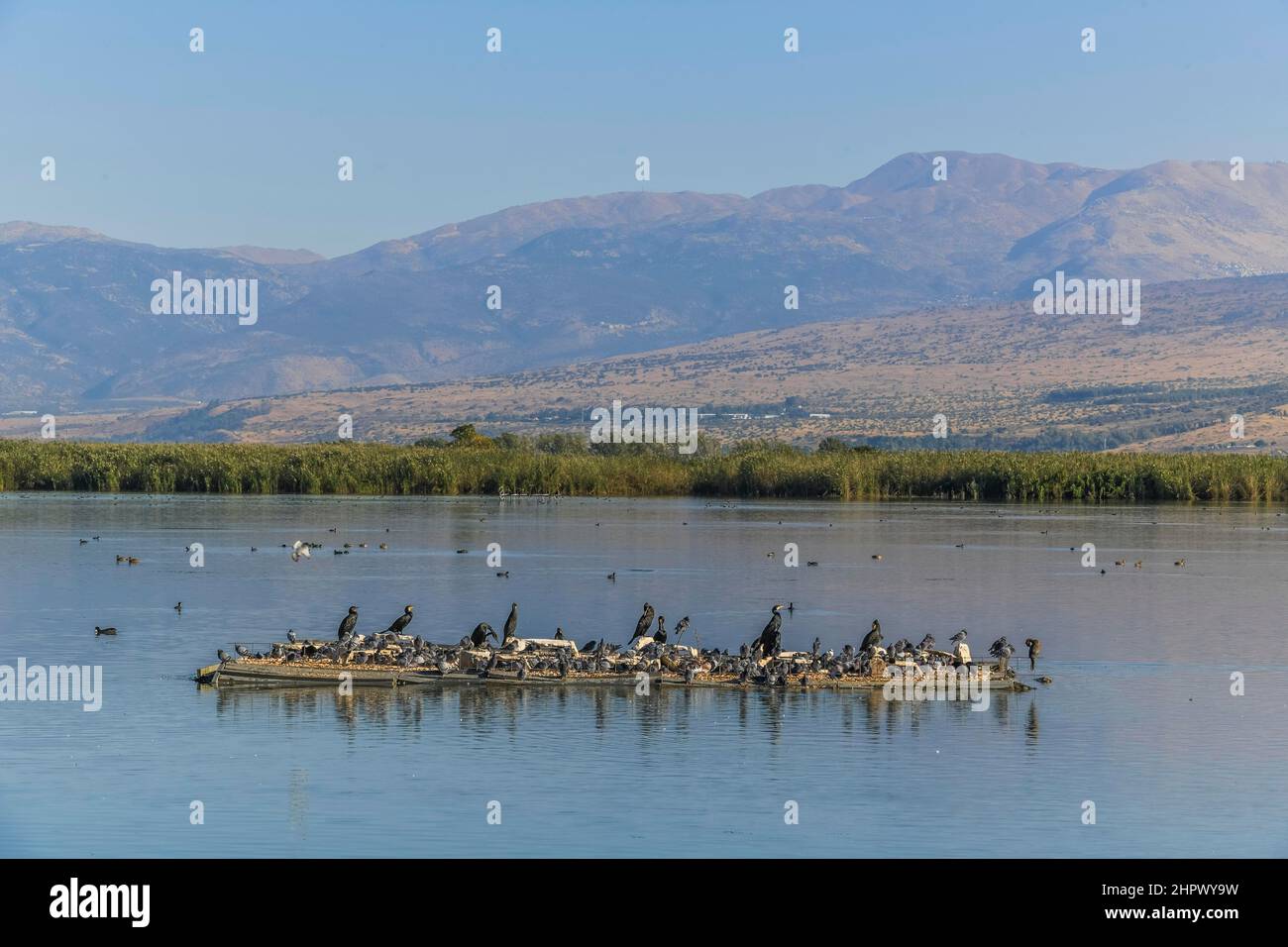 Cormorani, Riserva Naturale di Hula, Israele Foto Stock