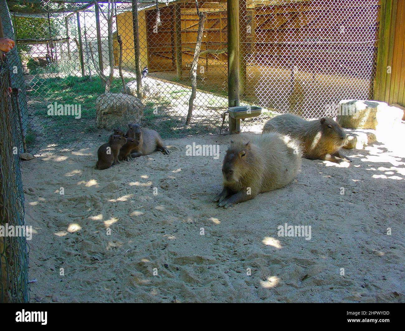 Il capybara o capybara più grande è un roditore cavy gigante originario dell'America del sud. È il più grande roditore vivente e un membro del genere Hydrochoerus. Foto Stock