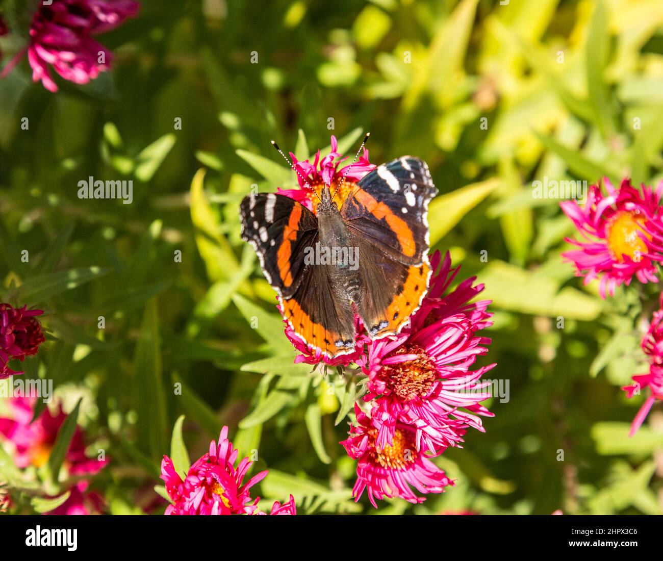 Admiral butterfly cerca cibo dolce al germoglio di fiore Foto Stock