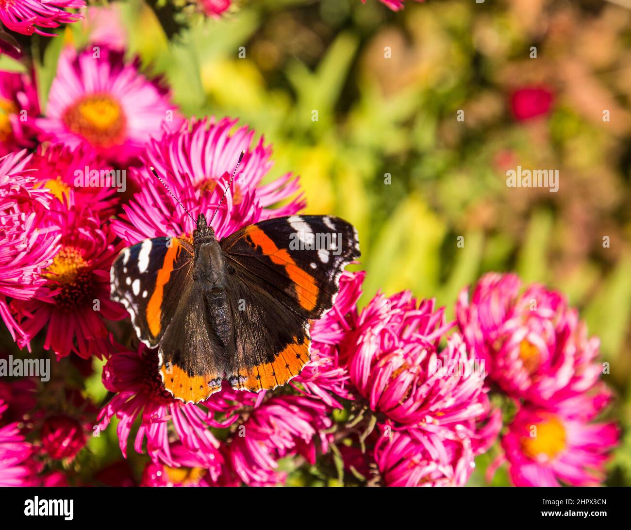 Admiral butterfly cerca cibo dolce al germoglio di fiore Foto Stock