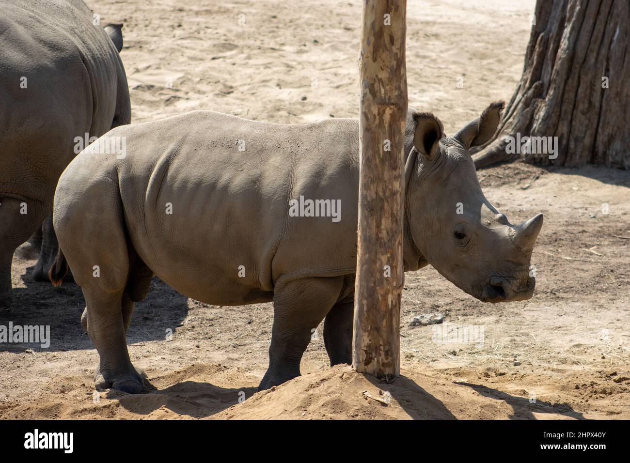 Il rhinoceros Javan (Rhinoceros sondaicus), Safari di fauna selvatica, Oregon, Stati Uniti. Conosciuto anche come il rinoceronte Sunda o il rinoceronte meno a corna unica Foto Stock