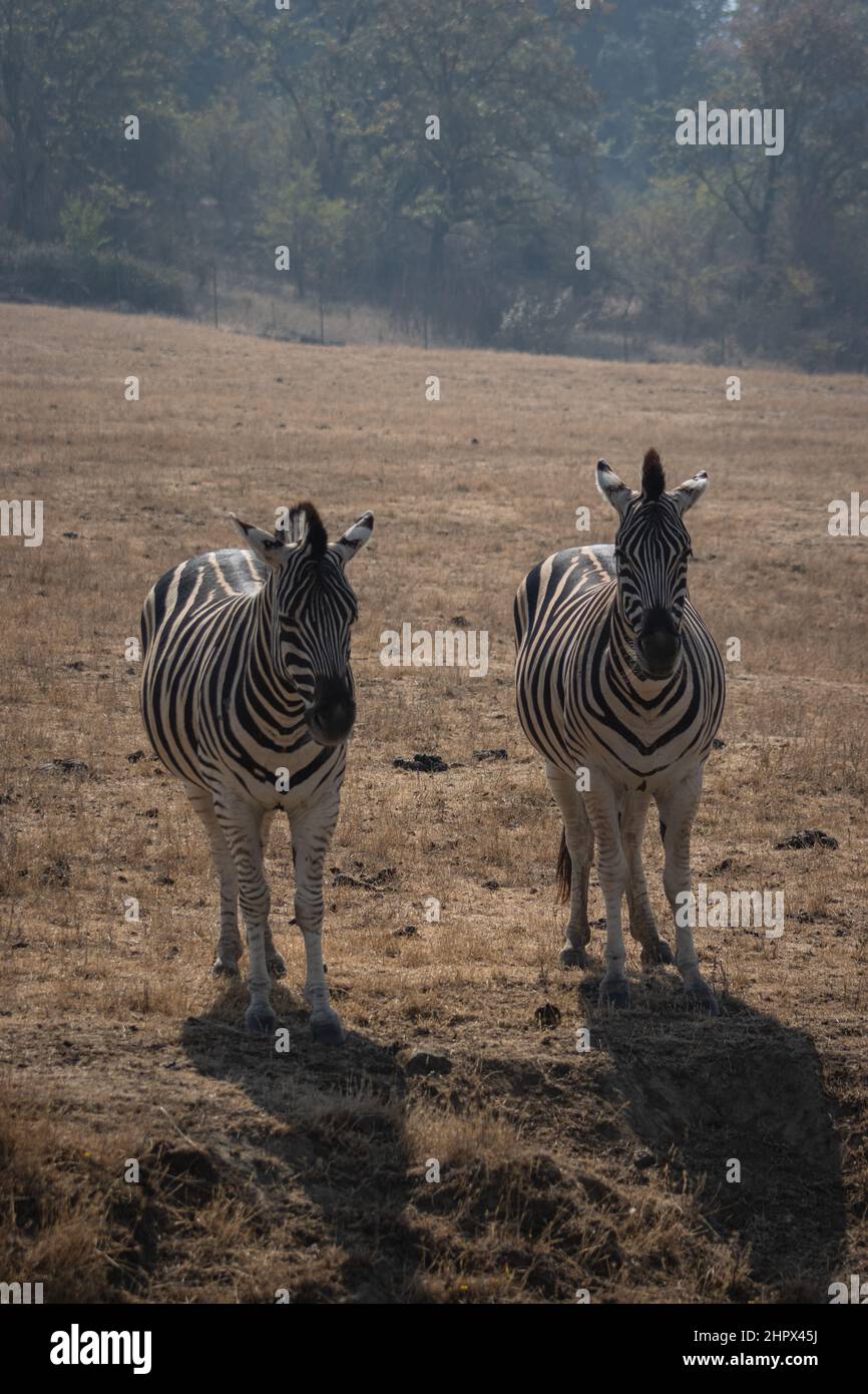 Zebre in piedi in un campo vicino l'uno all'altro, Wildlife Safari, Oregon, Stati Uniti Foto Stock