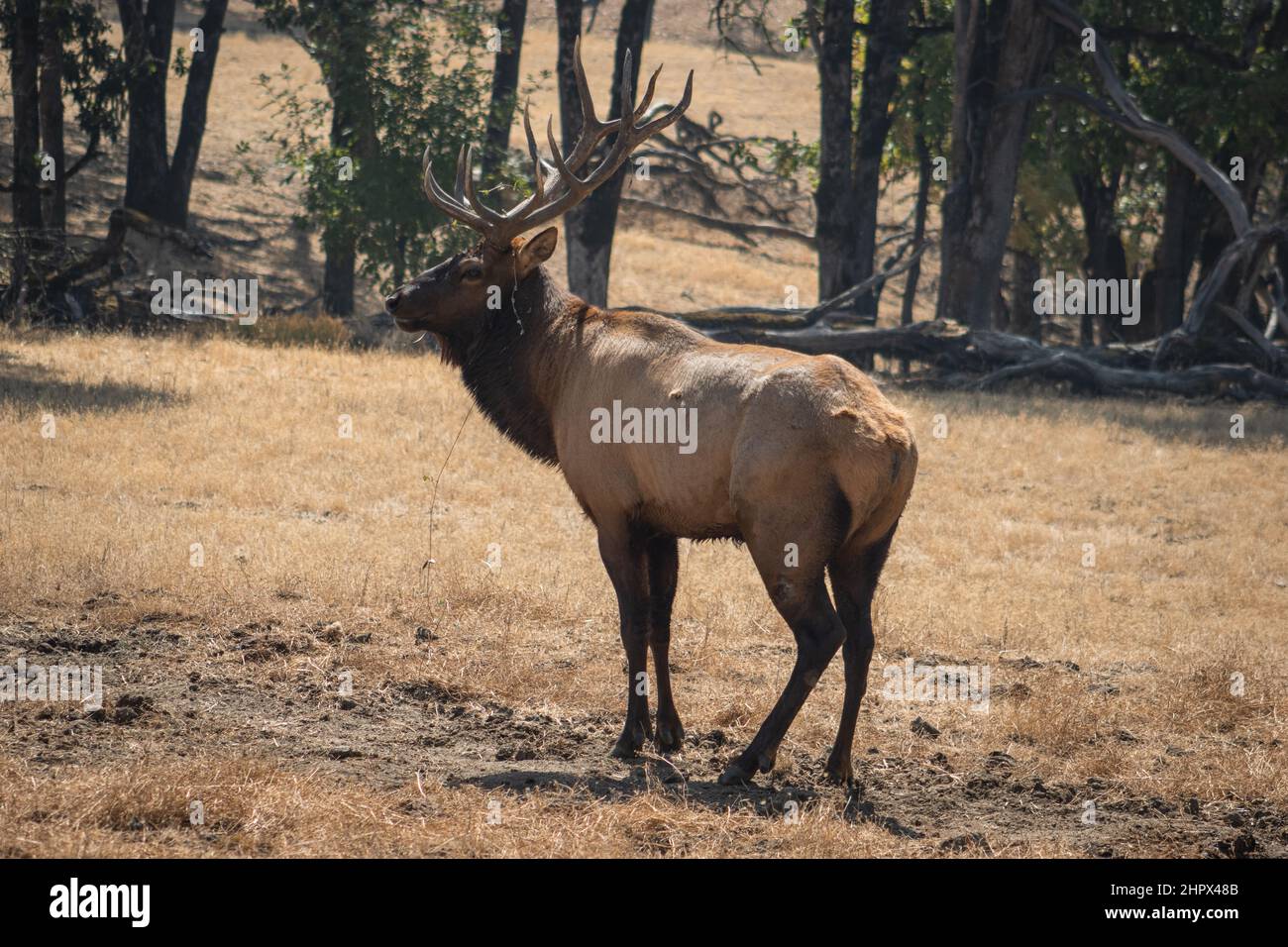 Maschio, stagionato maturo, corna grande, rut. Cervo rosso (cervicus elaphus) sulla prateria, Wildlife Safari, Oregon, USA Foto Stock
