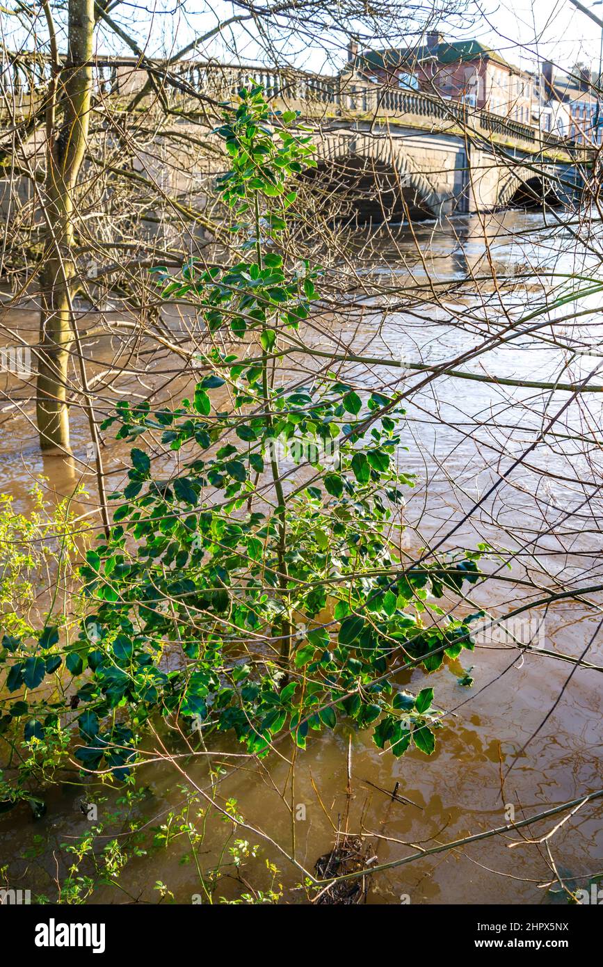 Normalmente si alzò lontano dall'acqua sulla riva, le acque gonfie del fiume Severn parzialmente coperto alberi, come miliardi di galloni di acqua piovana si riversa in basso da frò Foto Stock
