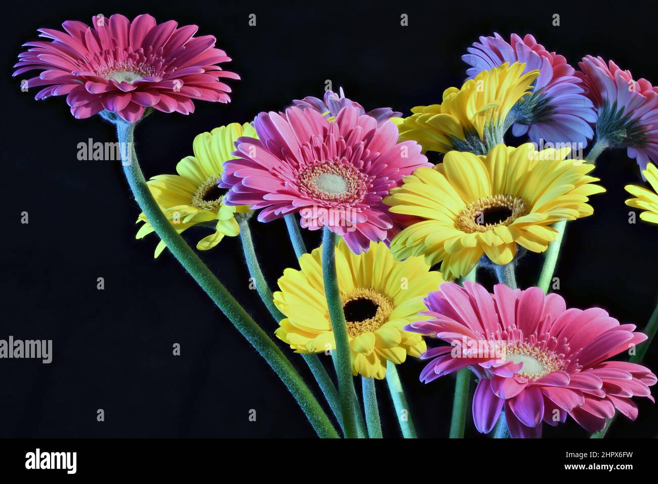 Rosa fresco e giallo Gerbera fiore primo piano. Gerbera margherite per felicità e gioia. Giallo per felicità e gioia; rosa per adorazione e ammirazione. Foto Stock