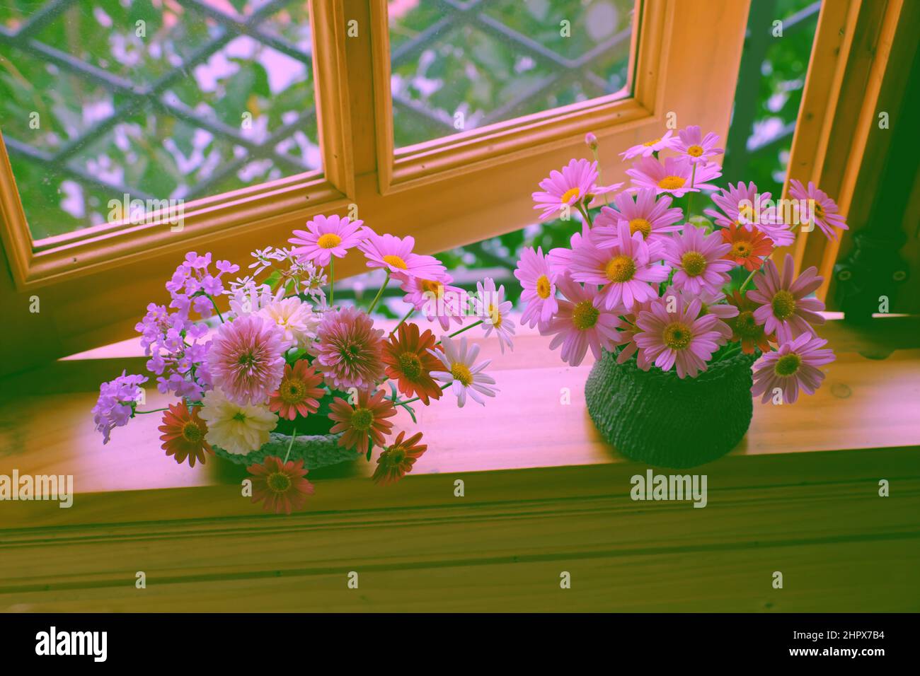 Due bello vaso di fiori rosa con molti minuscoli fiori margherita sulla cornice di legno della finestra di casa per l'arredamento a casa in primavera Foto Stock