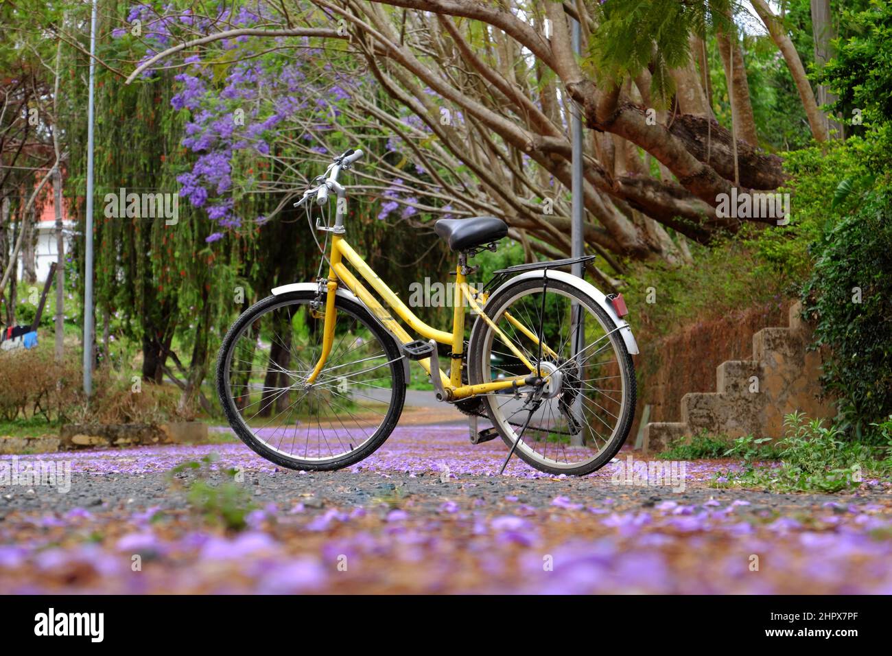 Bellissimo paesaggio a da Lat, Vietnam in primavera, viola phoenix con fiore caduta in strada, giallo parco biciclette da solo su strada sotto albero fiammeggiante Foto Stock