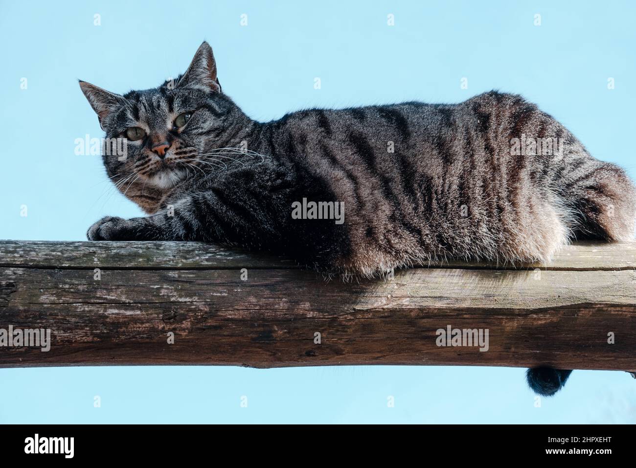 Gatto grigio appoggiato al sole su una vecchia recinzione di legno Foto Stock