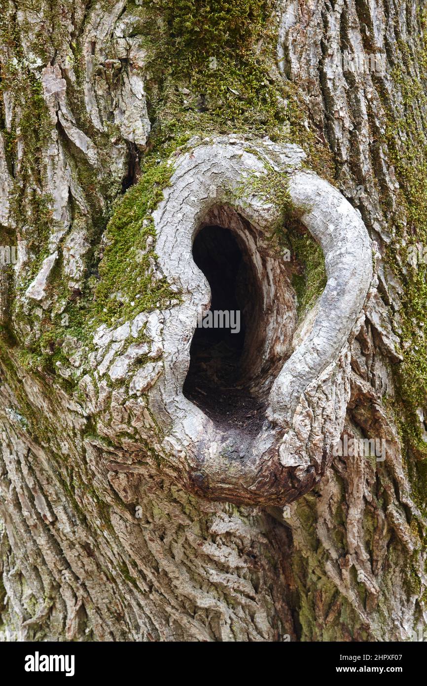 Forma dell'orecchio silhoutte su un tronco dell'albero. Curioso buco sulla natura Foto Stock