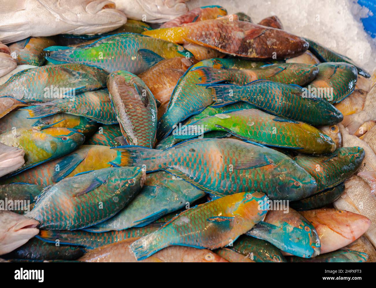 Pesce pappagallo colorato nel mercato Foto Stock