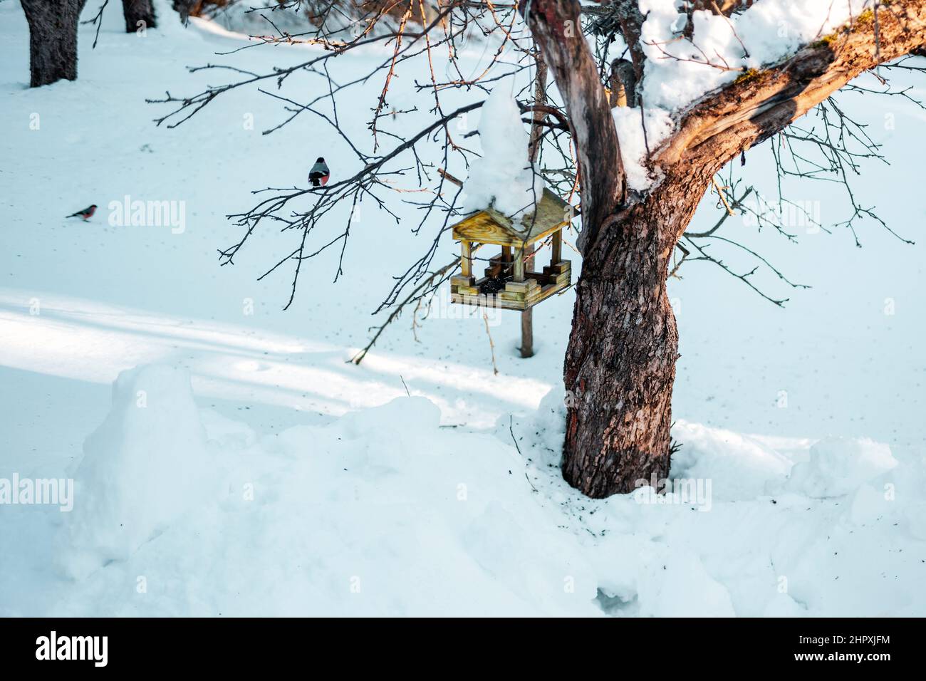uccelli intorno ad un alimentatore di uccelli appeso su vecchio albero di mele, scena invernale Foto Stock