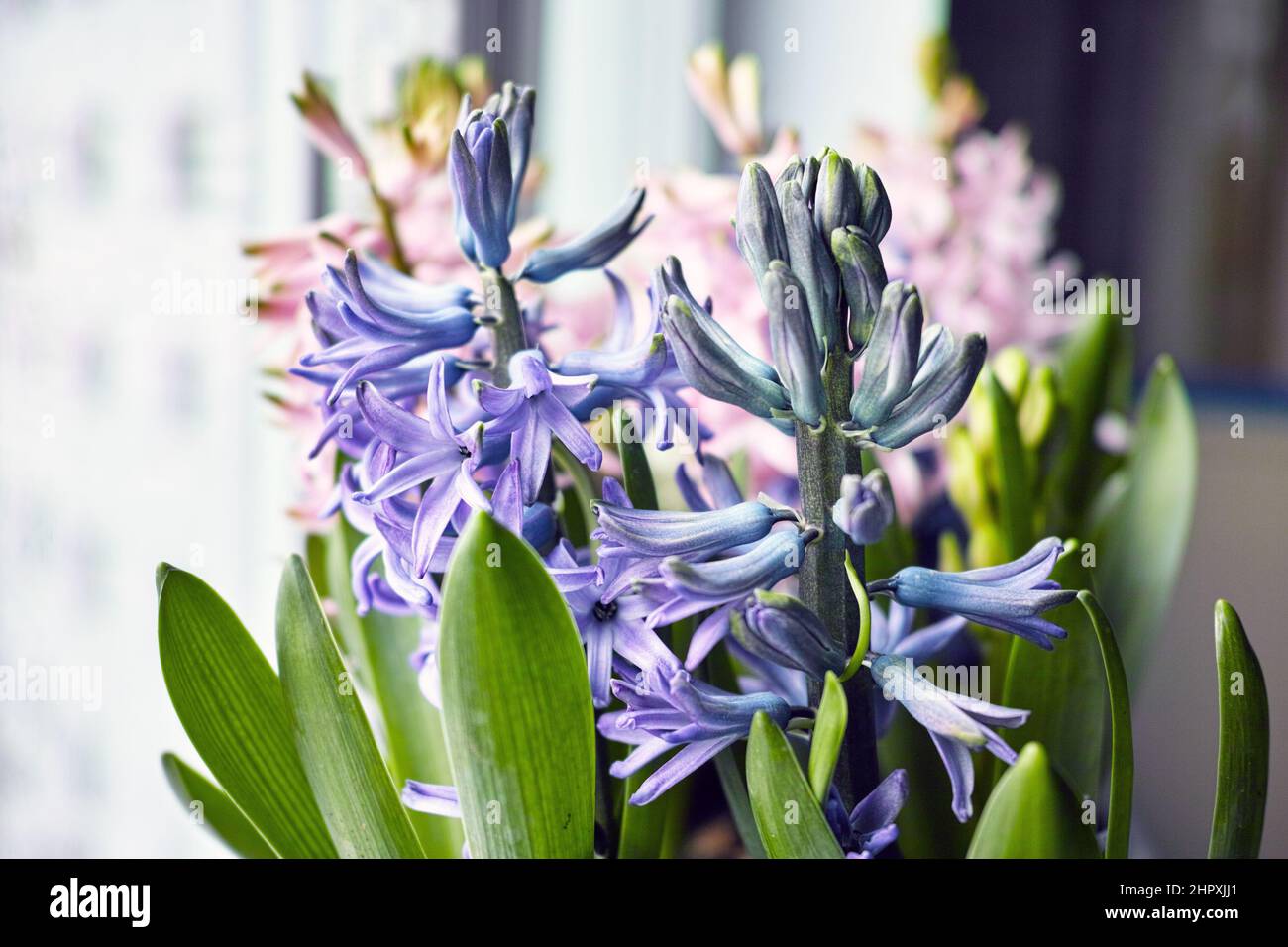 petali di giacinti rosa e blu, macrofotografia interna Foto Stock
