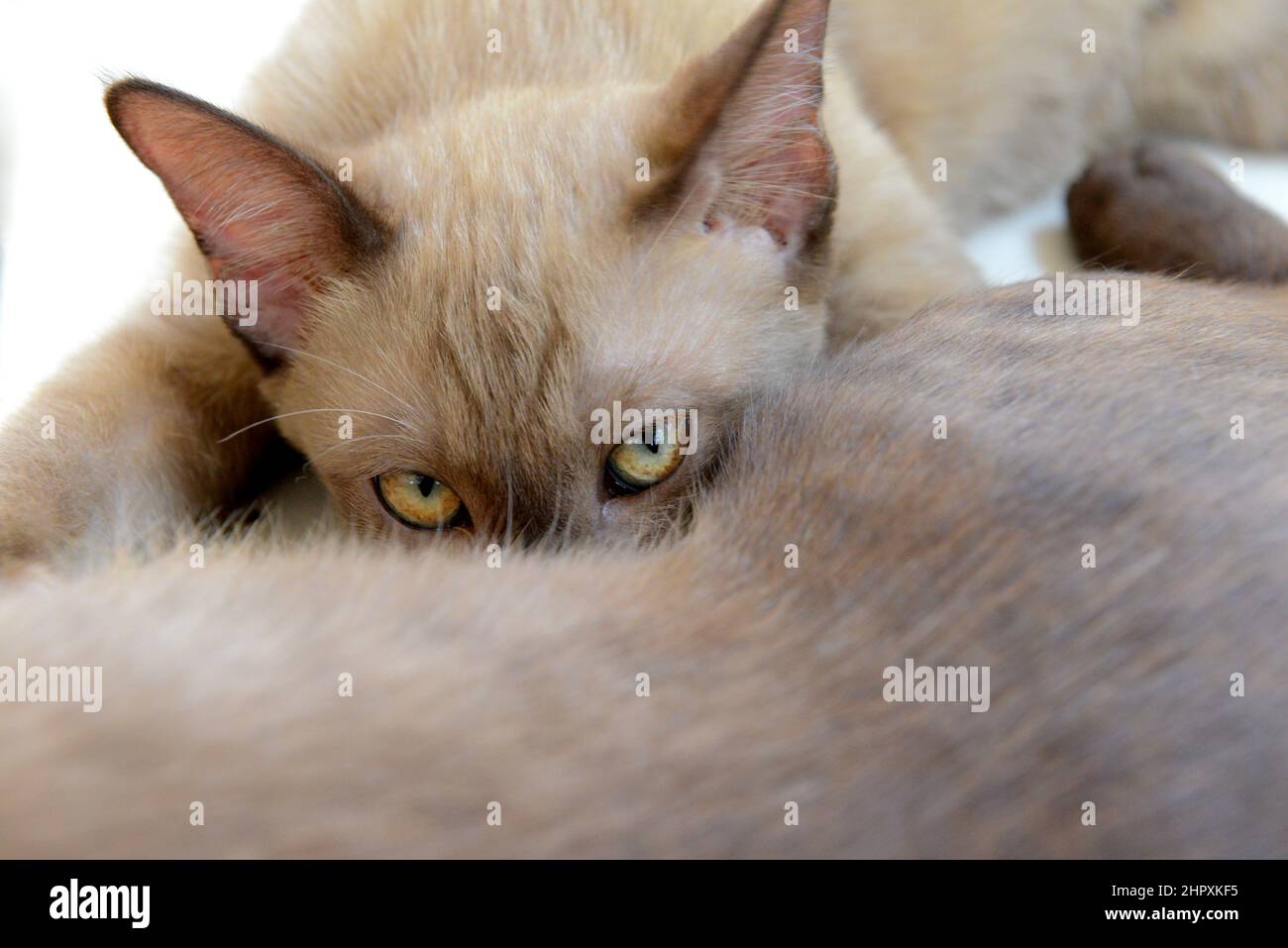 Gattino marrone che succhia il latte materno. Gatto siamese. Foto Stock