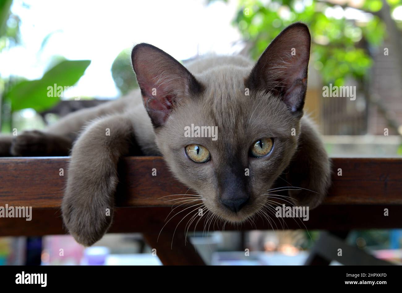 Brown gatto siamese gatto seduto su un tavolo di legno. Foto Stock