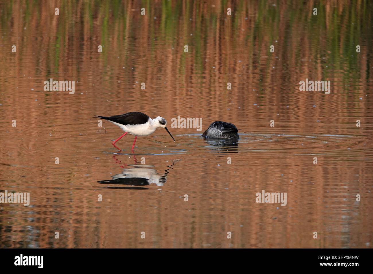 Black-winged stilt Foto Stock