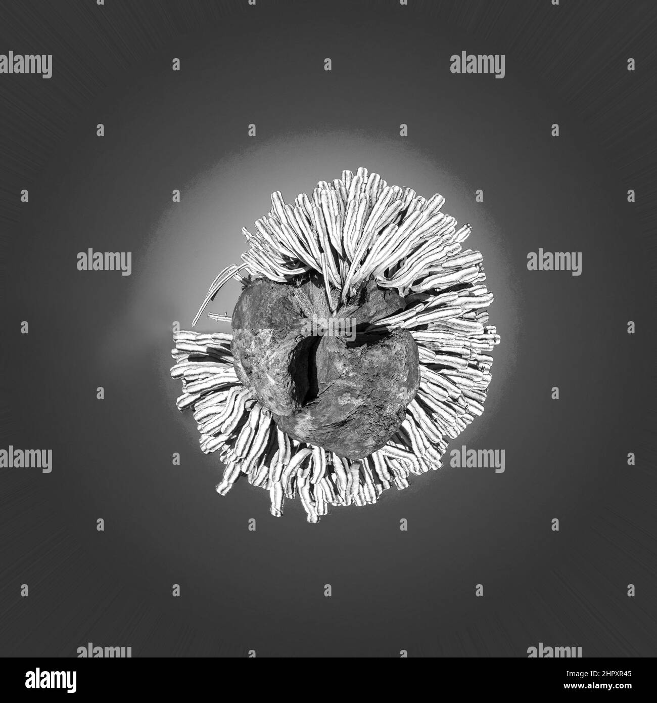 Verde cactus sulla passeggiata costiera lungo l'oceano in Playa Blanca, Lanzarote, Isole Canarie, Spagna Foto Stock