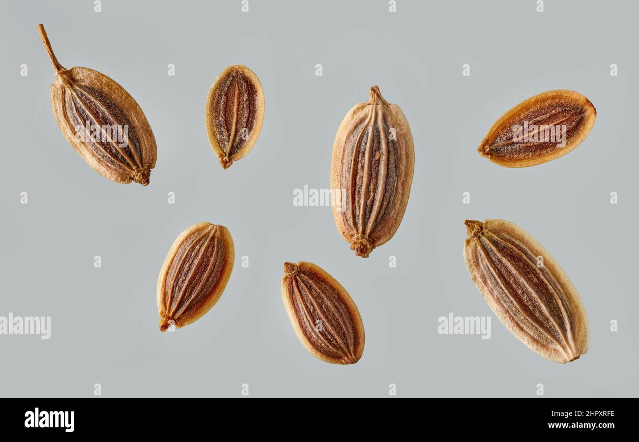 varie macro semi di aneto su sfondo grigio, vista dall'alto Foto Stock