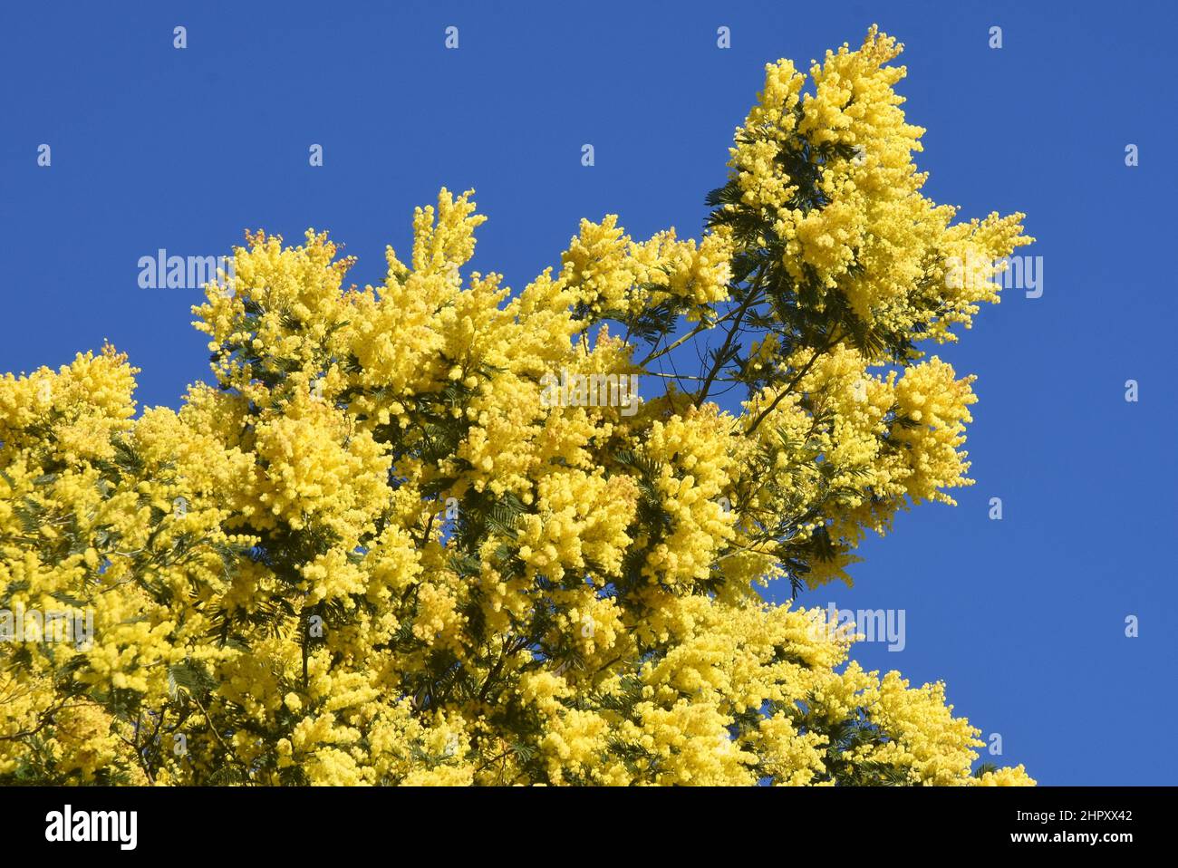 Francia, costa azzurra, Tanneroin, mimosa, importata dall'Australia la mimosa fiorì in inverno con un bel colore giallo soleggiato. Foto Stock