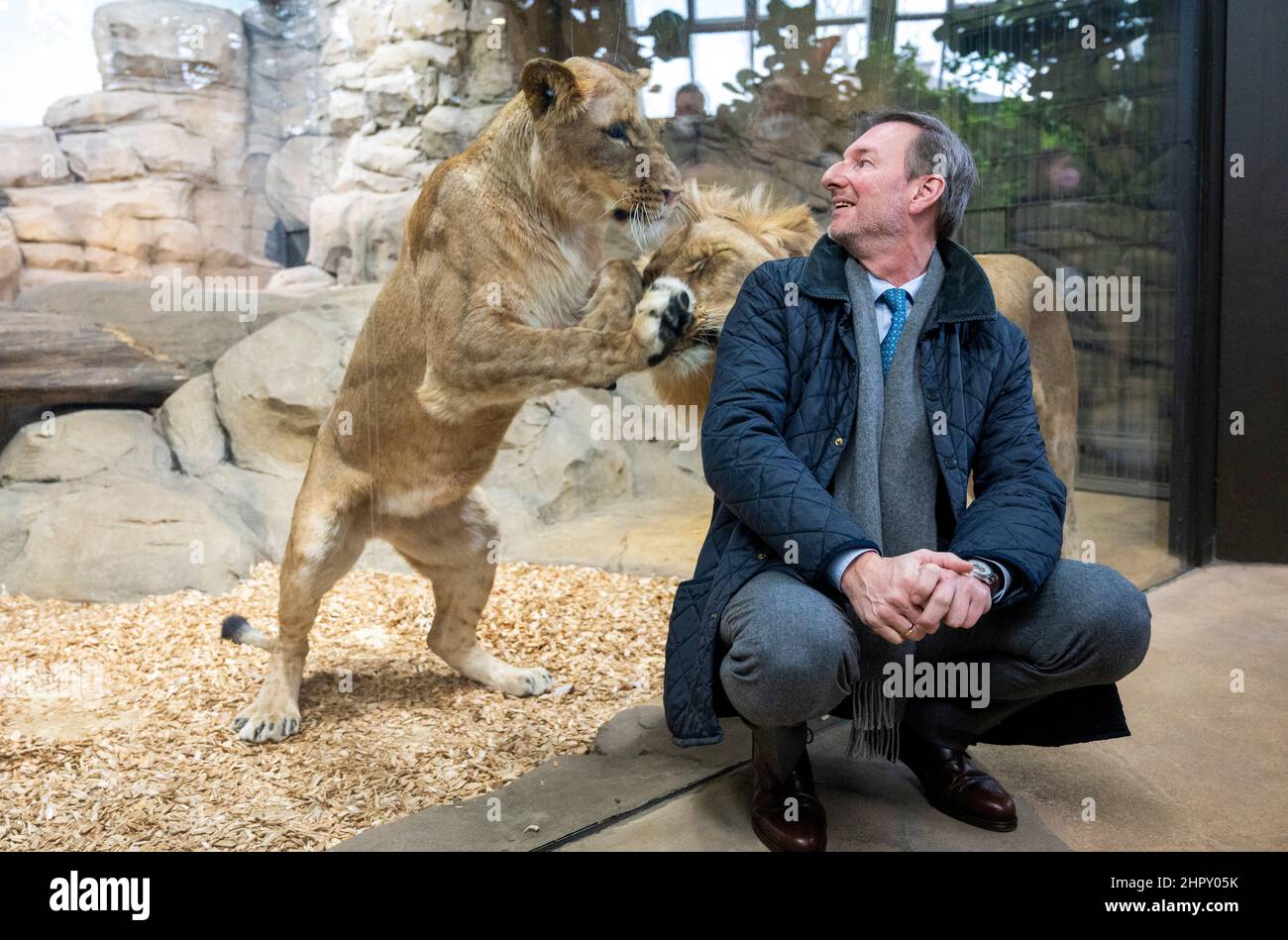 Berlino, Germania. 24th Feb 2022. Andreas Knieriem, direttore dello Zoo di Berlino, si accoccola di fronte al recinto del leone. Dopo diversi anni di costruzione, la casa predatrice dello Zoo di Berlino riaprirà il 25,02. Credit: Christophe Gateau/dpa/Alamy Live News Foto Stock