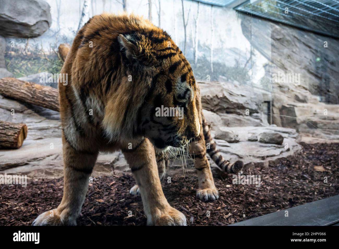Berlino, Germania. 24th Feb 2022. Una tigre Amur si erge nel suo recinto allo Zoo di Berlino. Dopo diversi anni di costruzione, la casa predatrice dello Zoo di Berlino riaprirà il 25,02. Credit: Christophe Gateau/dpa/Alamy Live News Foto Stock