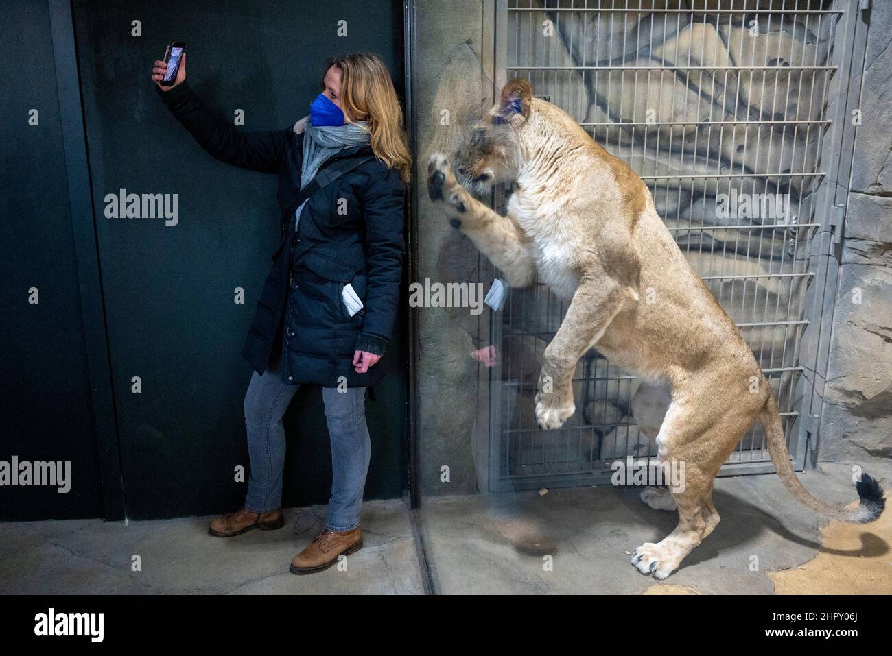 Berlino, Germania. 24th Feb 2022. Un giornalista prende un selfie con un leone nel recinto del leone. Dopo diversi anni di costruzione, la casa predatrice dello Zoo di Berlino riapre il 25 febbraio. Credit: Christophe Gateau/dpa/Alamy Live News Foto Stock