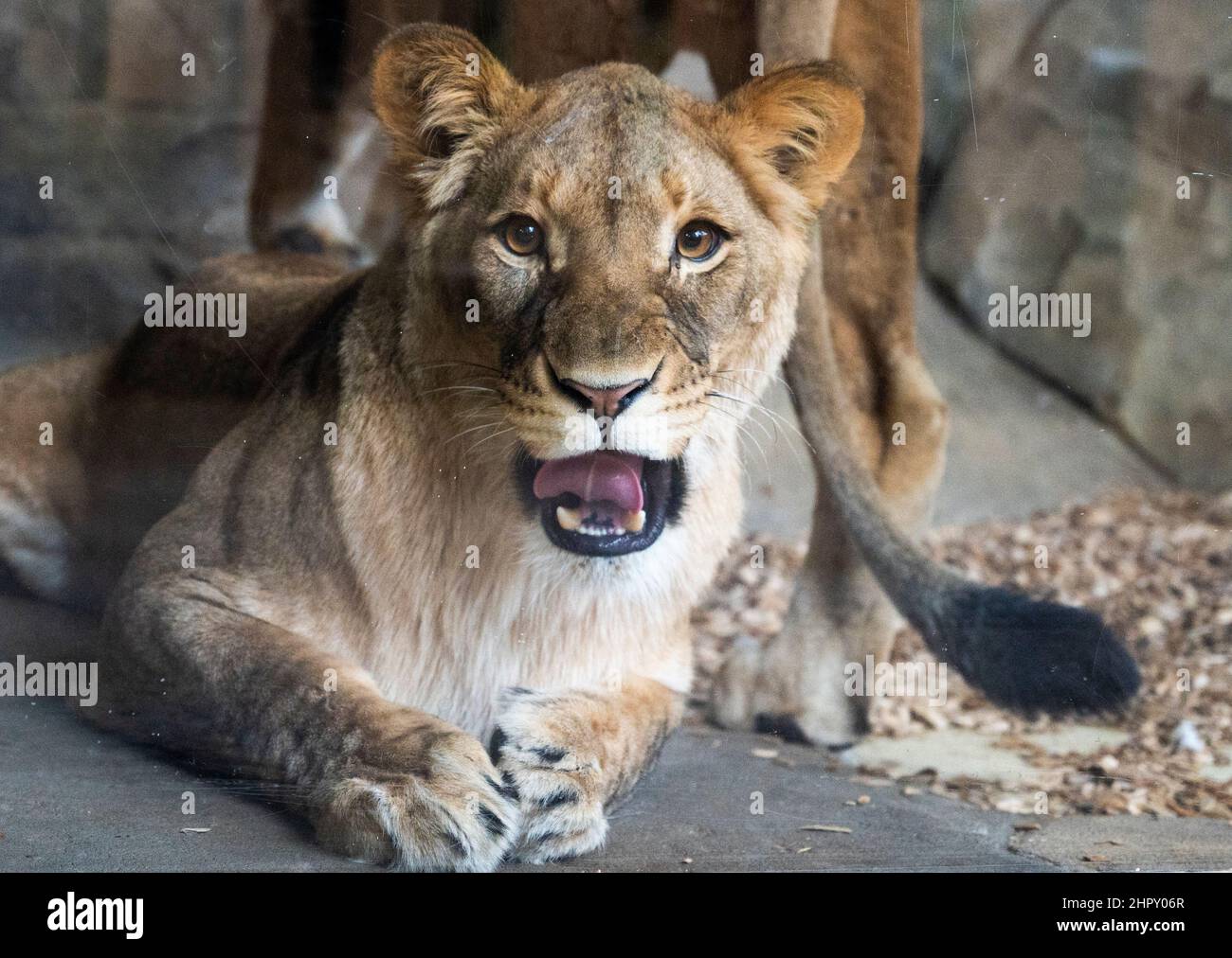 Berlino, Germania. 24th Feb 2022. Una leonessa siede nel suo recinto allo Zoo di Berlino. Dopo diversi anni di costruzione, la casa predatrice dello Zoo di Berlino riaprirà il 25,02. Credit: Christophe Gateau/dpa/Alamy Live News Foto Stock