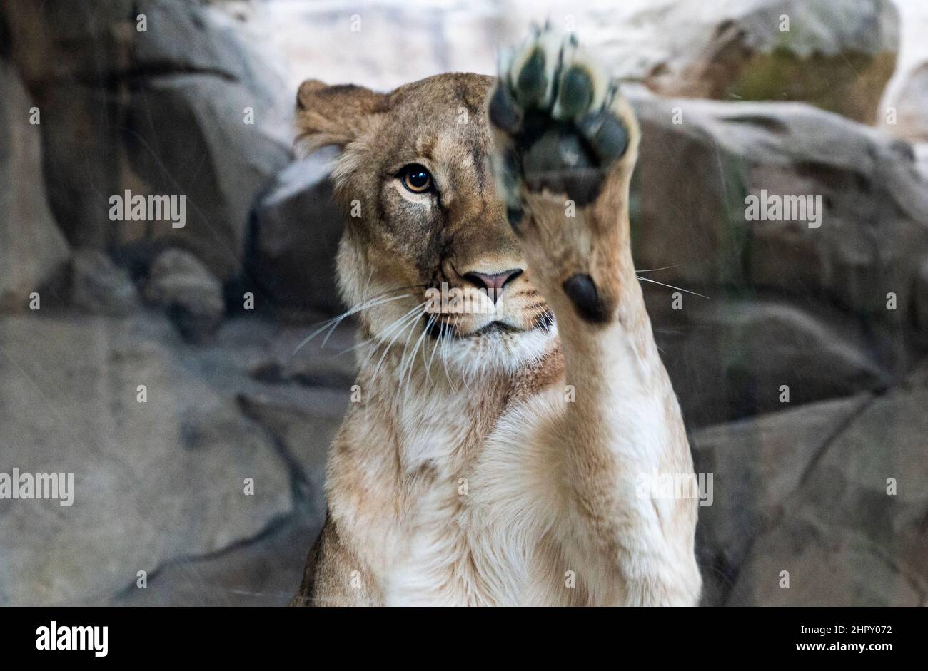 Berlino, Germania. 24th Feb 2022. Una leonessa si erge nel suo recinto allo Zoo di Berlino. Dopo diversi anni di costruzione, la casa predatrice dello Zoo di Berlino riaprirà il 25,02. Credit: Christophe Gateau/dpa/Alamy Live News Foto Stock