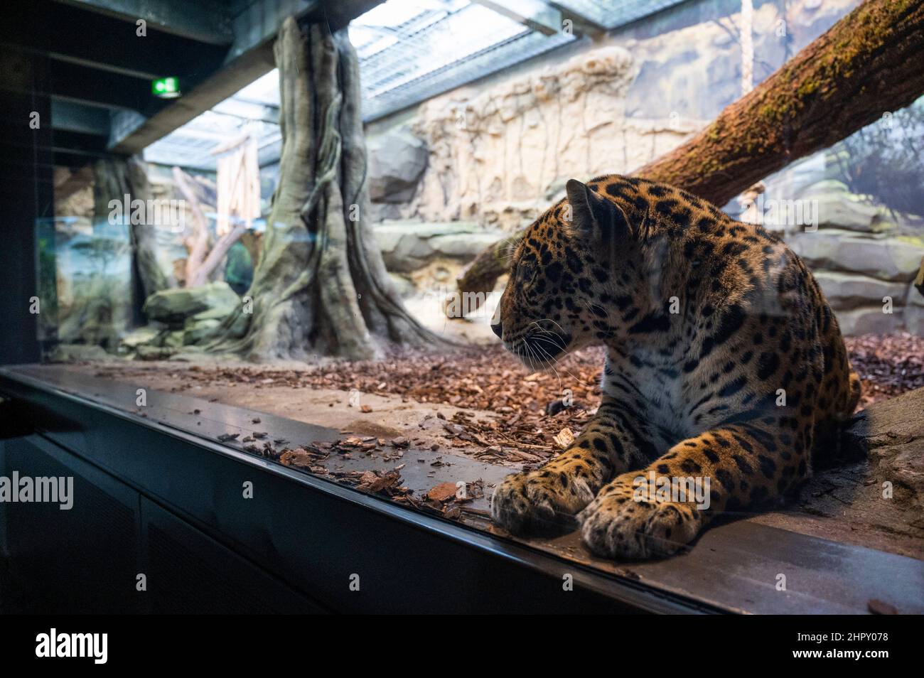 Berlino, Germania. 24th Feb 2022. Una jaguar si trova nel suo recinto allo Zoo di Berlino. Dopo diversi anni di costruzione, la casa predatrice dello Zoo di Berlino riaprirà il 25,02. Credit: Christophe Gateau/dpa/Alamy Live News Foto Stock