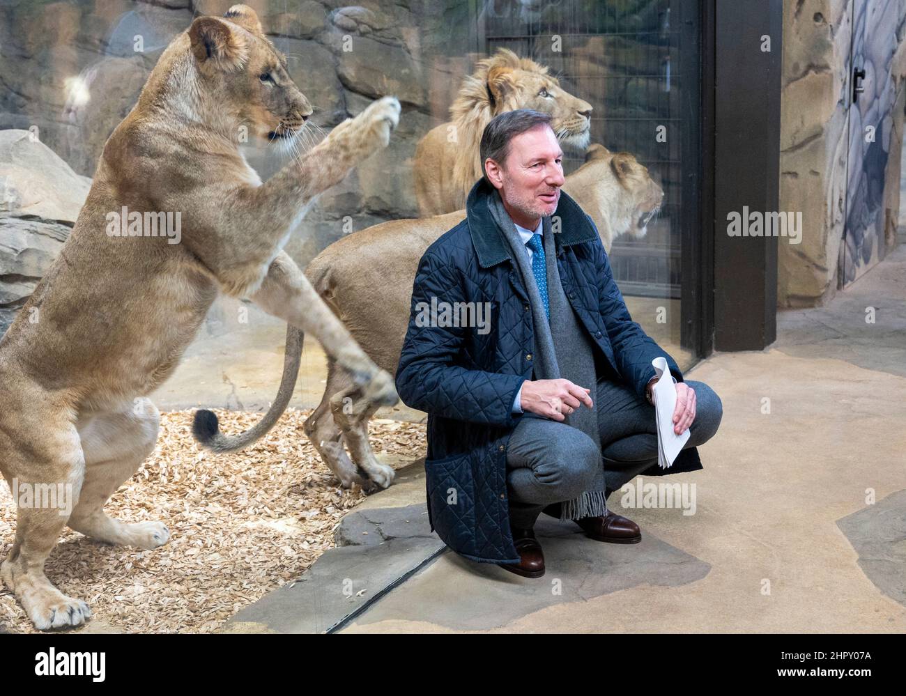 Berlino, Germania. 24th Feb 2022. Andreas Knieriem, direttore dello Zoo di Berlino, si accoccola di fronte al recinto del leone. Dopo diversi anni di costruzione, la casa predatrice dello Zoo di Berlino riaprirà il 25,02. Credit: Christophe Gateau/dpa/Alamy Live News Foto Stock