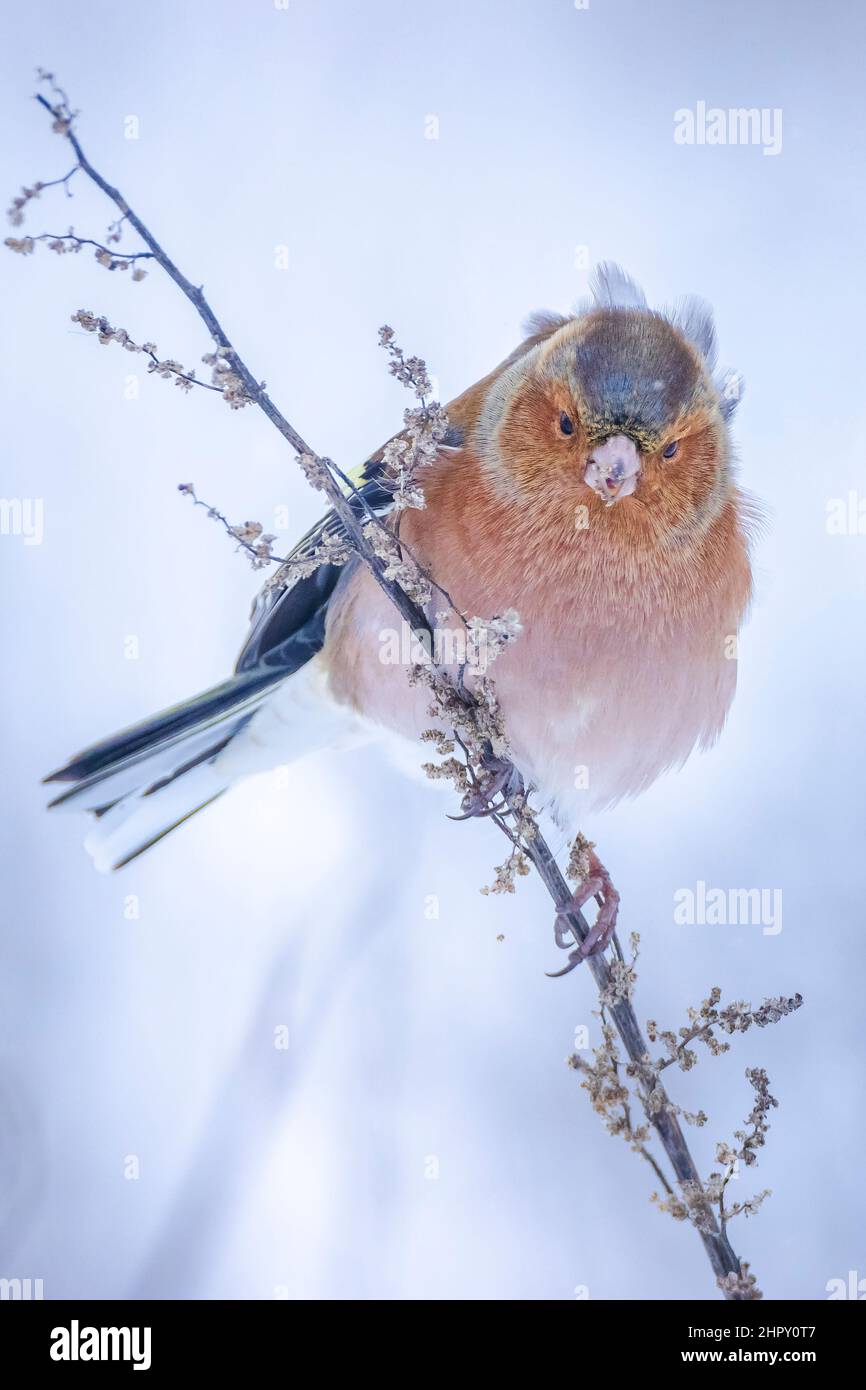 Closeup di un maschio chaffinch, Fringilla coelebs, foraging in neve, bella fredda impostazione invernale Foto Stock