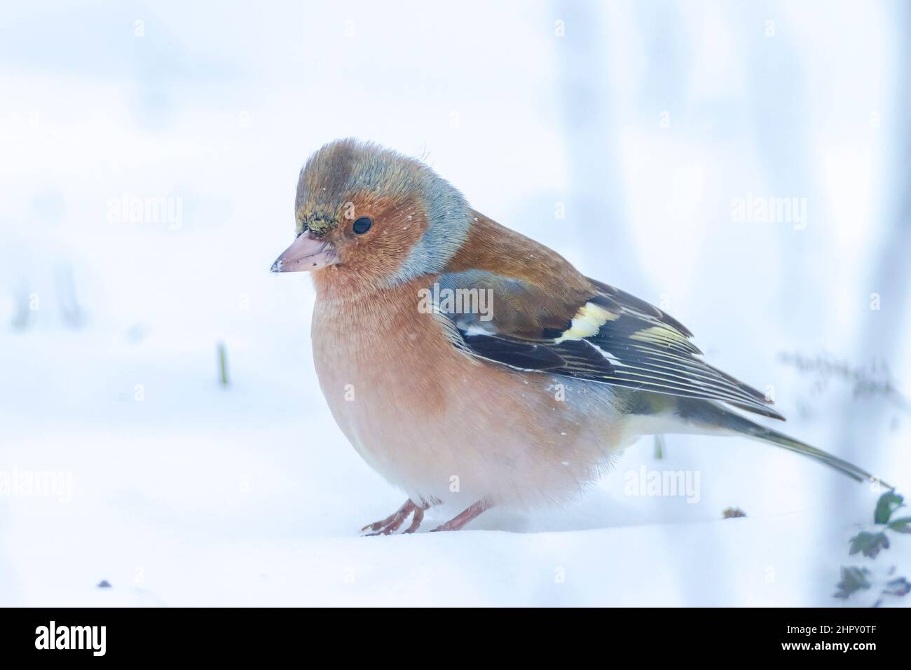 Closeup di un maschio chaffinch, Fringilla coelebs, foraging in neve, bella fredda impostazione invernale Foto Stock