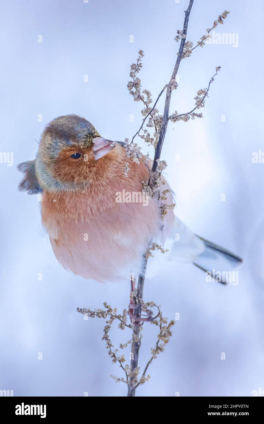 Closeup di un maschio chaffinch, Fringilla coelebs, foraging in neve, bella fredda impostazione invernale Foto Stock
