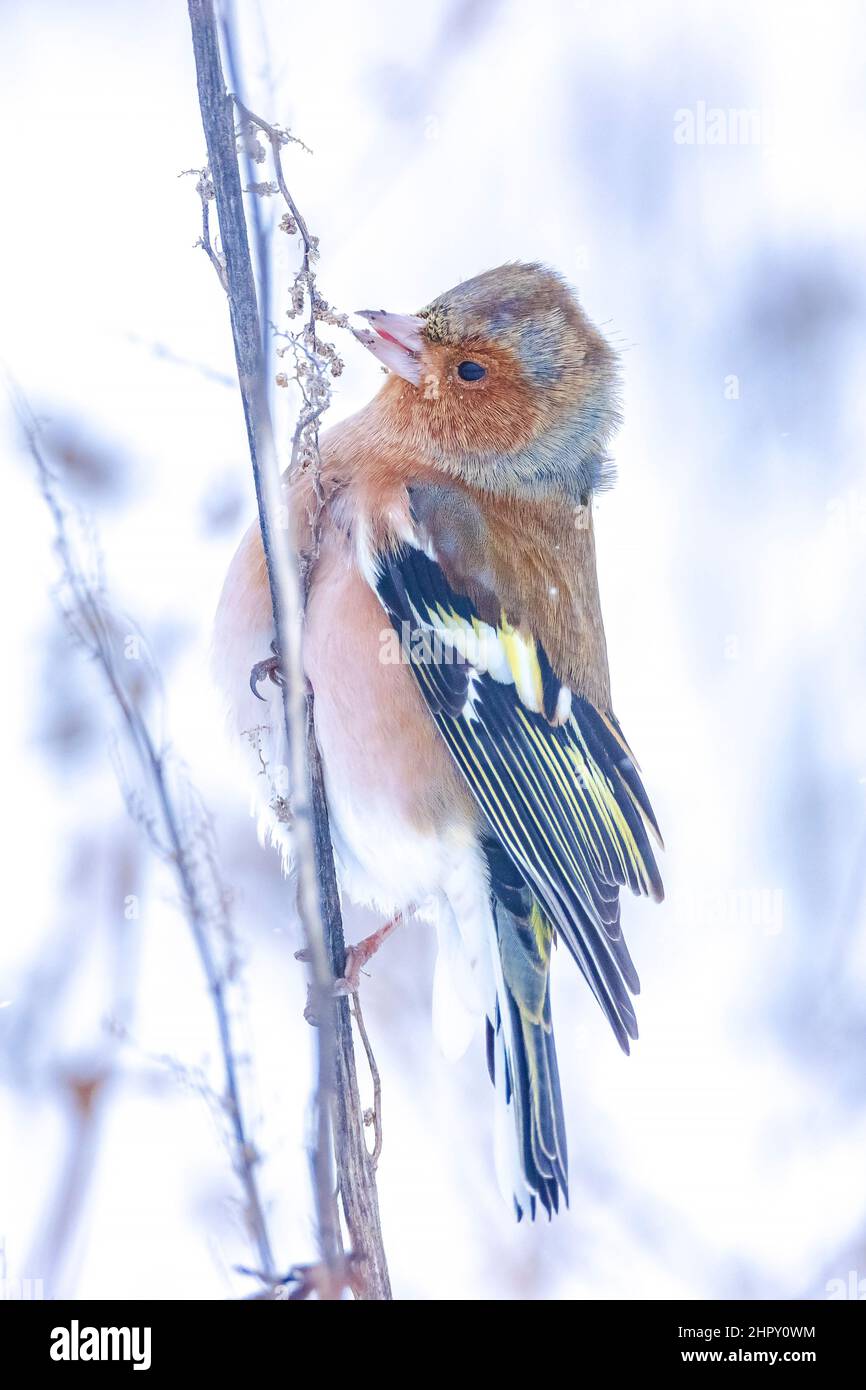 Closeup di un maschio chaffinch, Fringilla coelebs, foraging in neve, bella fredda impostazione invernale Foto Stock