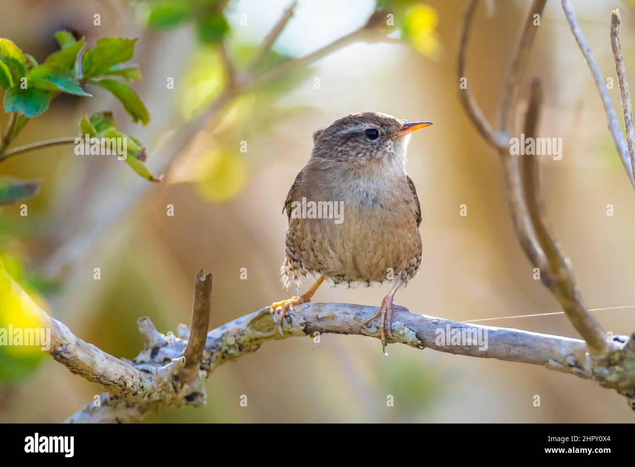 Closeup di un uccello eurasiatico Wren, Troglodytes troglodytes, uccello che canta in una foresta durante la primavera Foto Stock