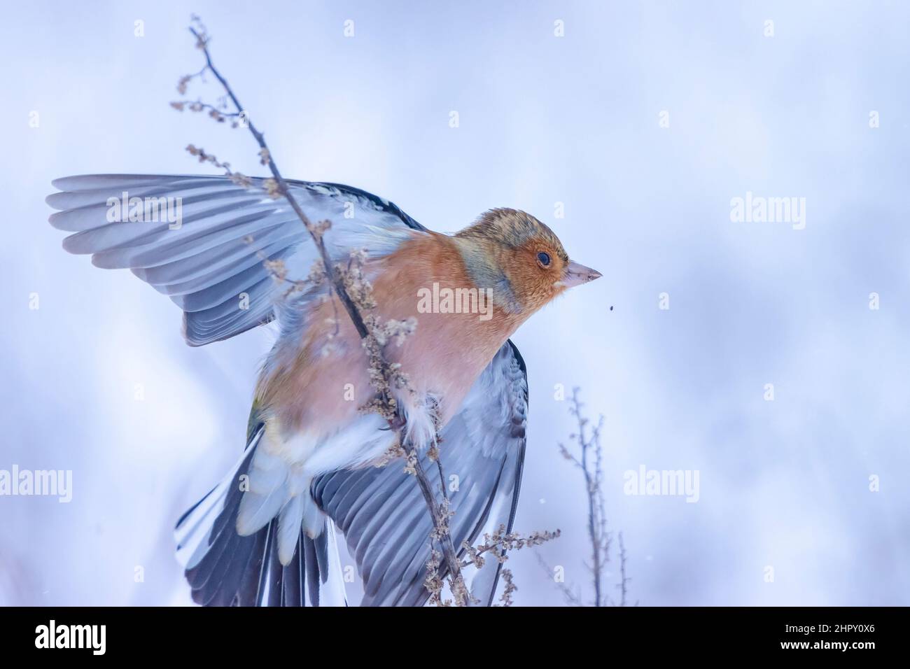 Closeup di un maschio chaffinch, Fringilla coelebs, foraging in neve, bella fredda impostazione invernale Foto Stock