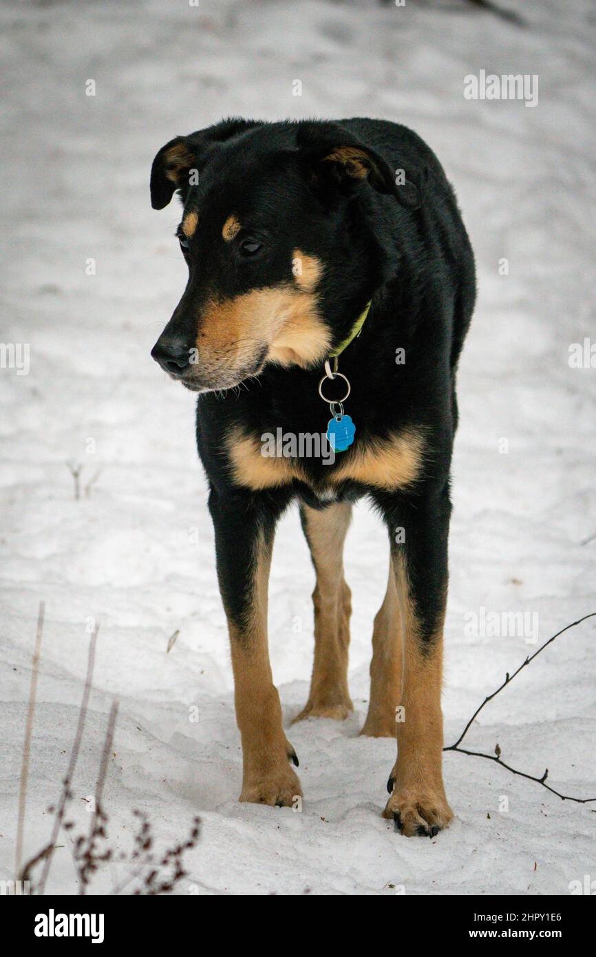 Mi piace camminare il mio cane lungo i sentieri per attività ricreative invernali vicino a casa mia nella Rural Door County Wisconsin. E' una buona attività invernale per entrambi. Foto Stock