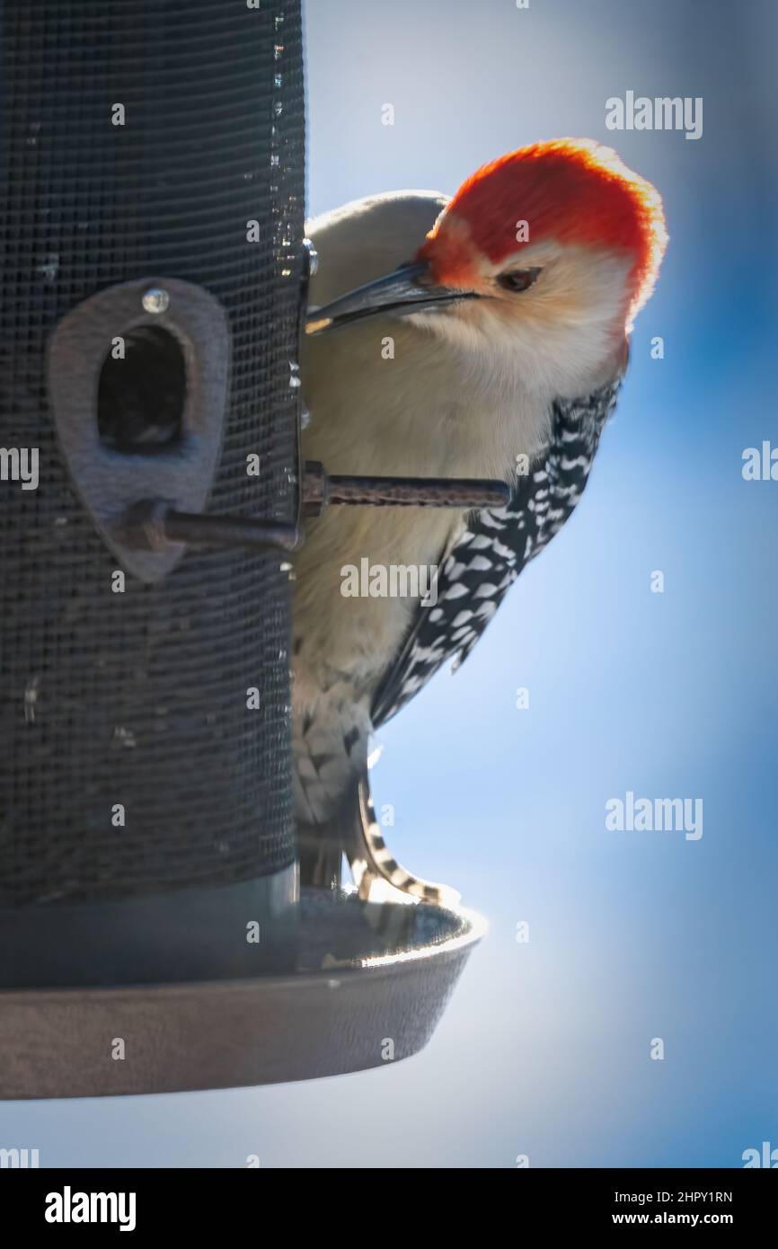 Ho fotografato questo Woo dalle decorazioni rosse godendo del cibo e degli spuntini che ho messo fuori per loro in inverno nella nostra casa vicino West Jacksonport in Door County WI. Foto Stock