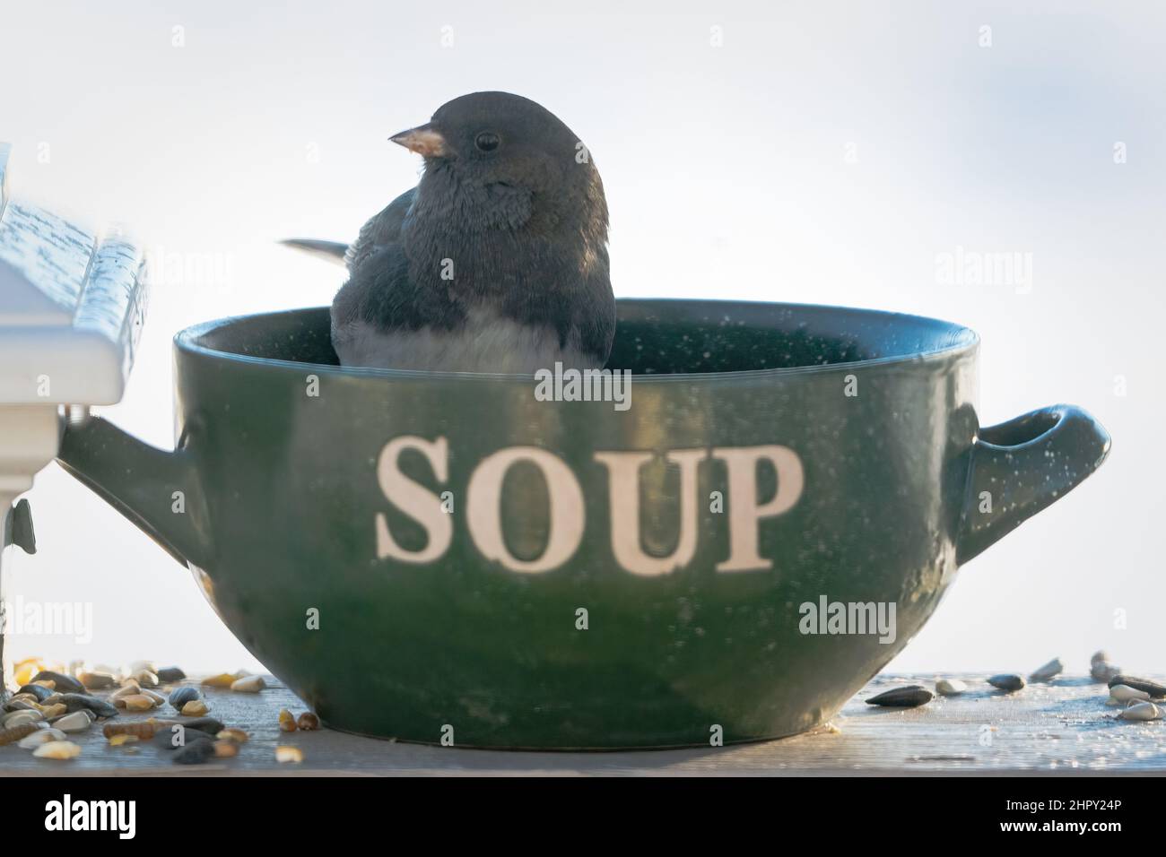 Ho fotografato questo Dark Eyed Junco godendo il cibo e gli spuntini che ho messo fuori per loro in inverno nella nostra casa vicino West Jacksonport in Door County WI. Foto Stock