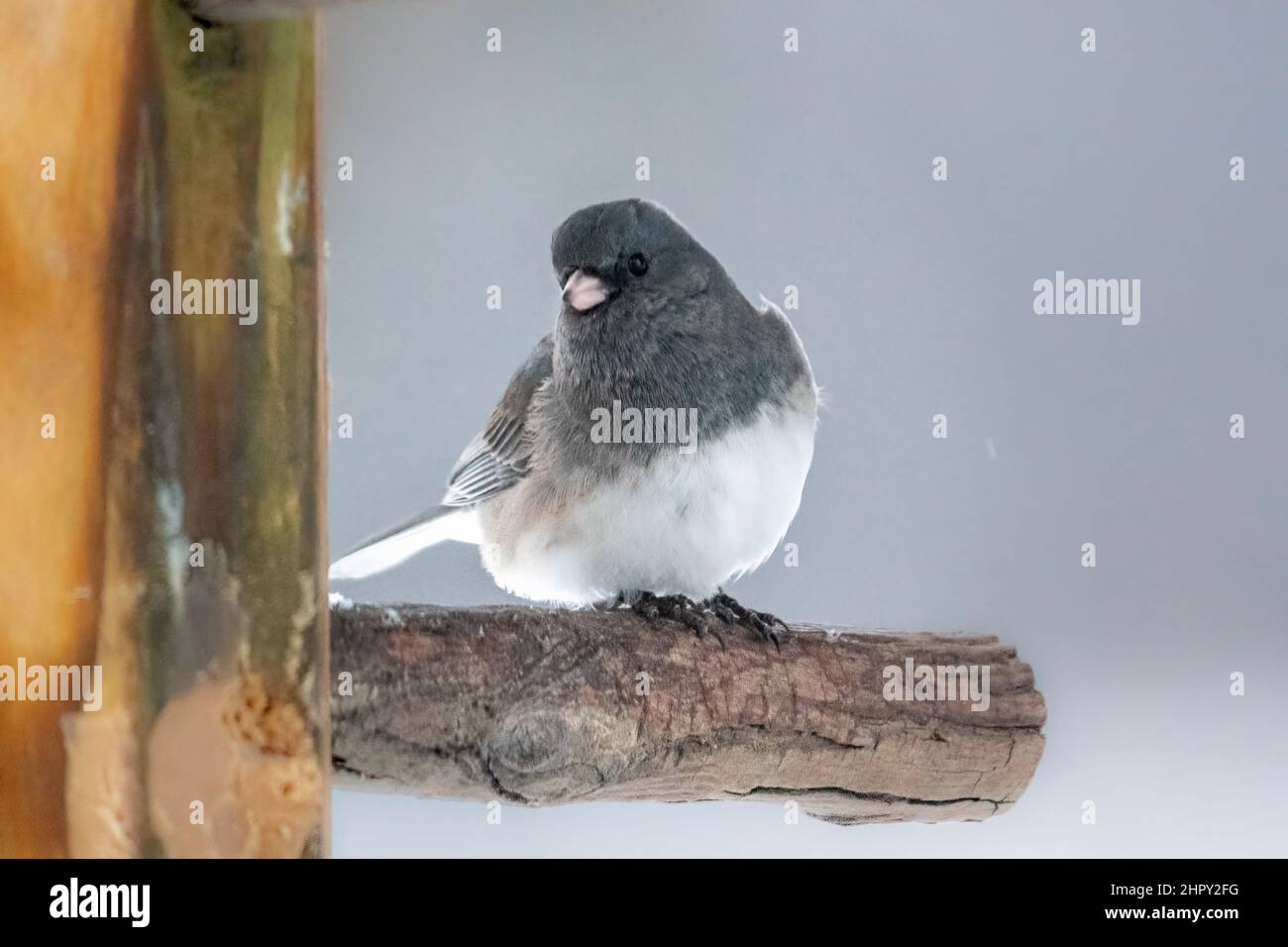 Ho fotografato questo Dark Eyed Junco godendo il cibo e gli spuntini che ho messo fuori per loro in inverno nella nostra casa vicino West Jacksonport in Door County WI. Foto Stock