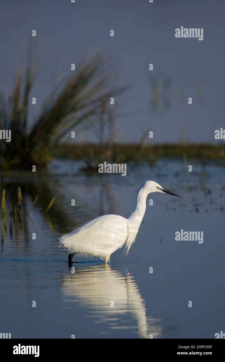 Aigrette garzette dans la baie de Somme, Saint Firmin, proche du Crotoy et du parc du Marquenterre Foto Stock