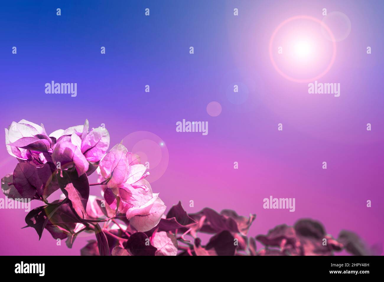 Magnifica bouganvillea sotto la luce che brilla nelle sfumature di viola bluastro. Foto Stock