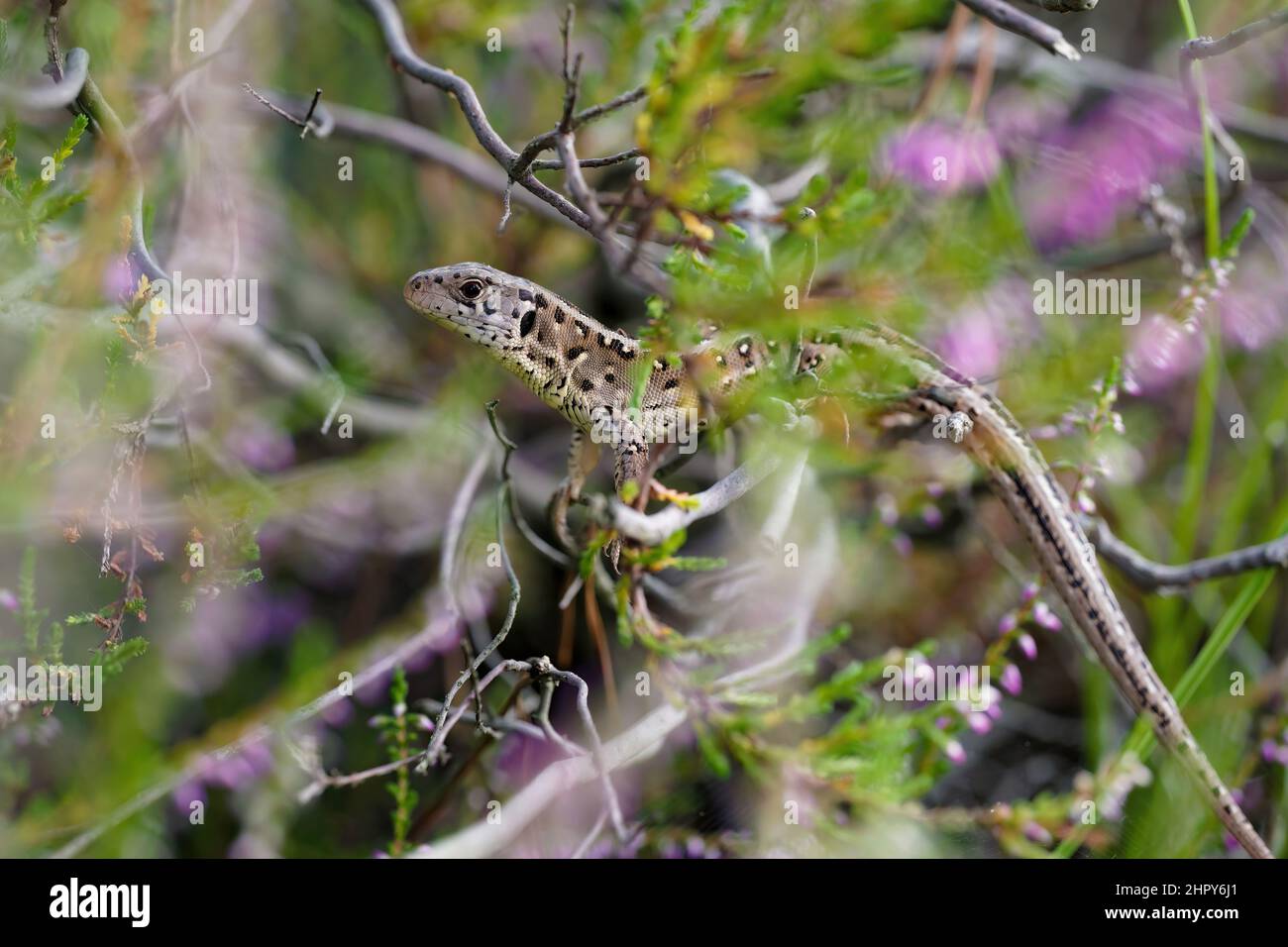 Lucertola di sabbia, Lacerta agilis in mezzo di erica Foto Stock