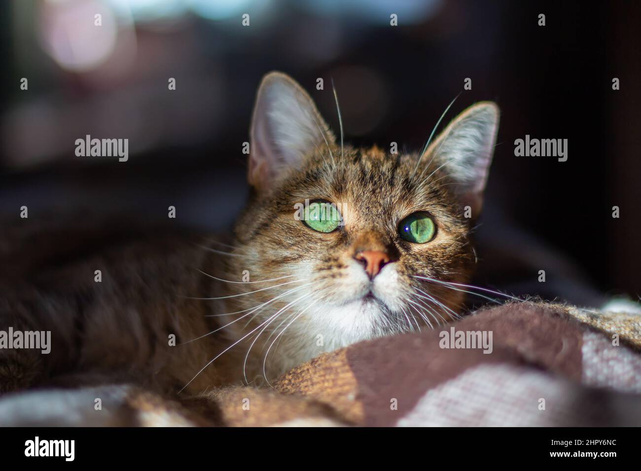 Domestico tricolore (bianco, grigio, rosso) mestizo gatto con occhi verdi giace su una coperta. Sole sul viso. Primo piano, sfondo scuro, bokeh. Foto Stock