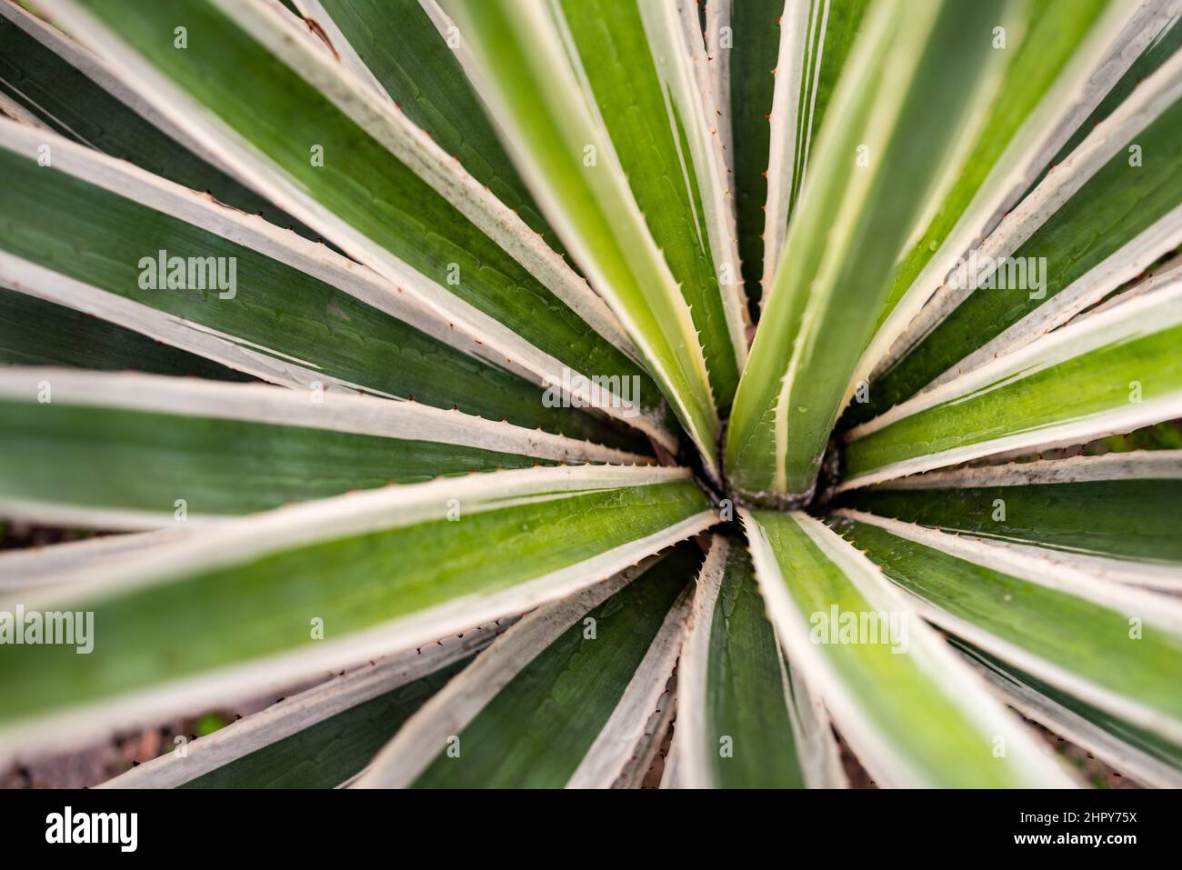 Impianto di Aloe vera in primo piano Foto Stock