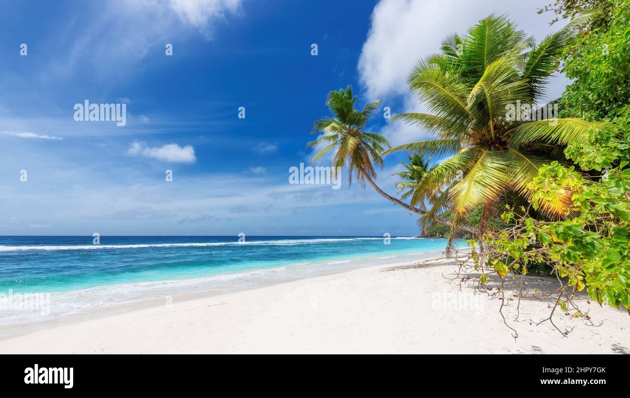Spiaggia di sabbia bianca, palme, mare turchese e cielo blu nell'isola tropicale dei Caraibi Foto Stock