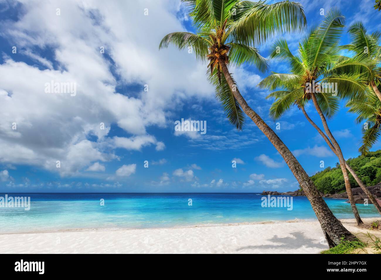 Palme da cocco in spiaggia di sabbia bianca tropicale e il mare turchese sull'isola caraibica. Foto Stock